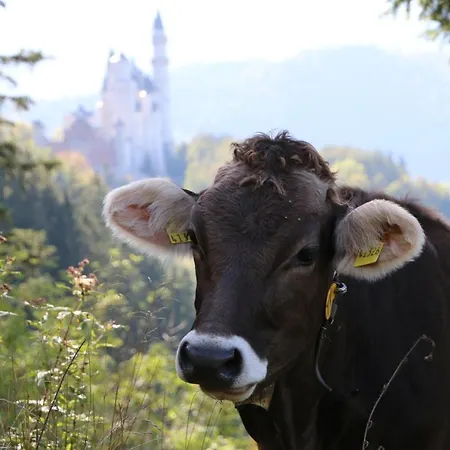 Apartamento Young&smart-apartment Inkl Königscard In Allgäu Nahe Neuschwanstein Füssen