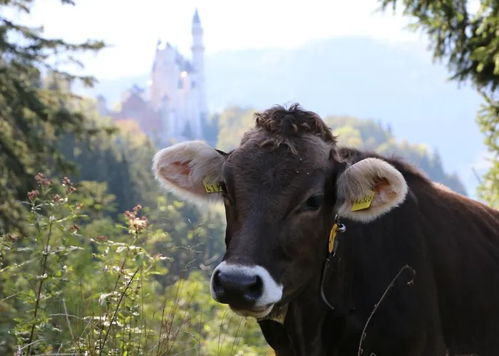 Appartamento Young & Smart-apartment Inkl Koenigscard In Allgaeu Nahe Neuschwanstein Füssen